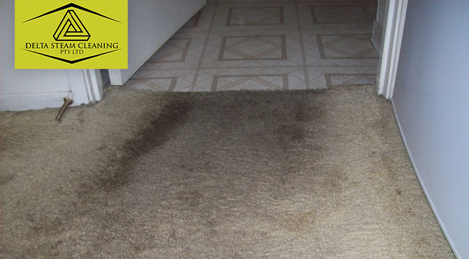 Visible Signs to Identify and Prevent Nasty Carpet Mould